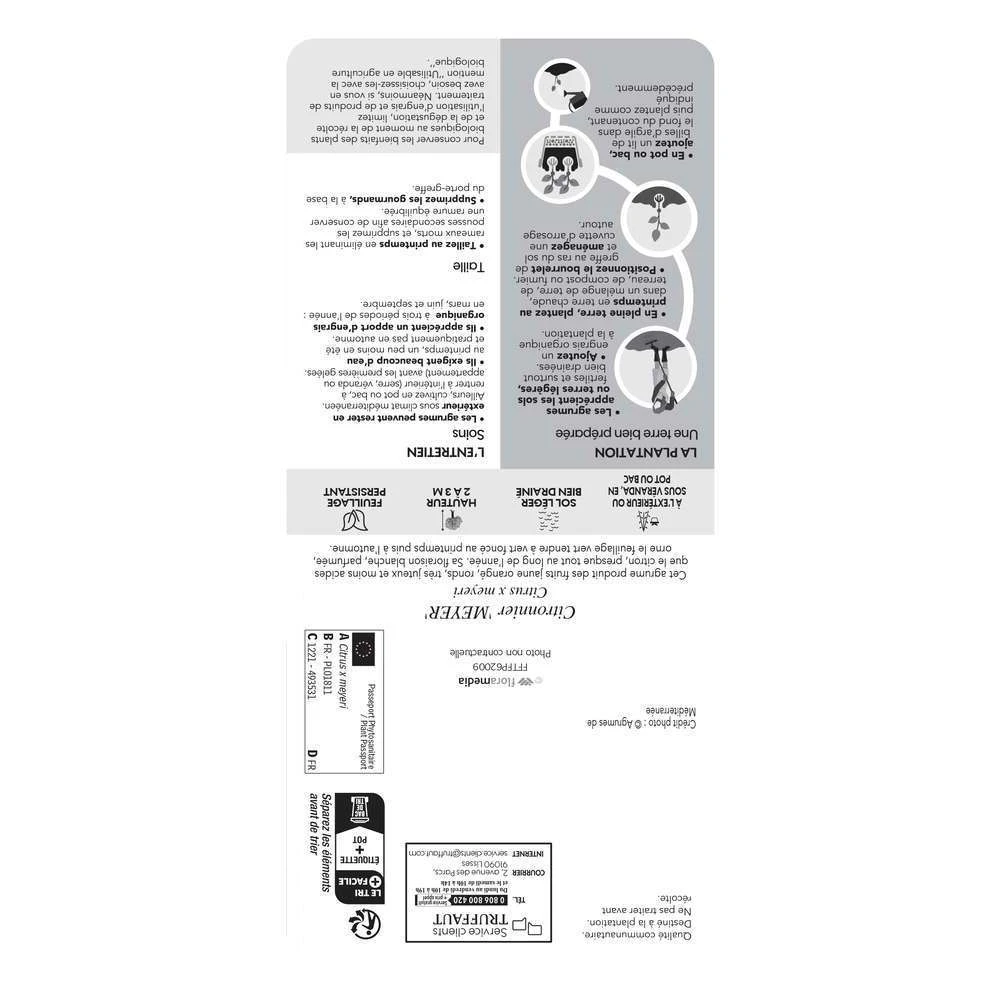 Citronnier Meyer:AB Conteneur 3 Litres 4 Citronnier Meyer:AB Conteneur 3 Litres – Image 2