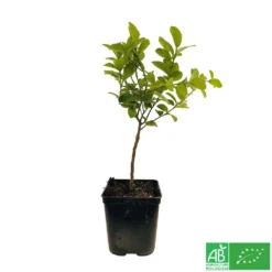 Limettier ' Mexicaine':AB Conteneur 3 Litres 7 Limettier ' Mexicaine':AB Conteneur 3 Litres -Seve Nature Soldes Boutique 493535 003