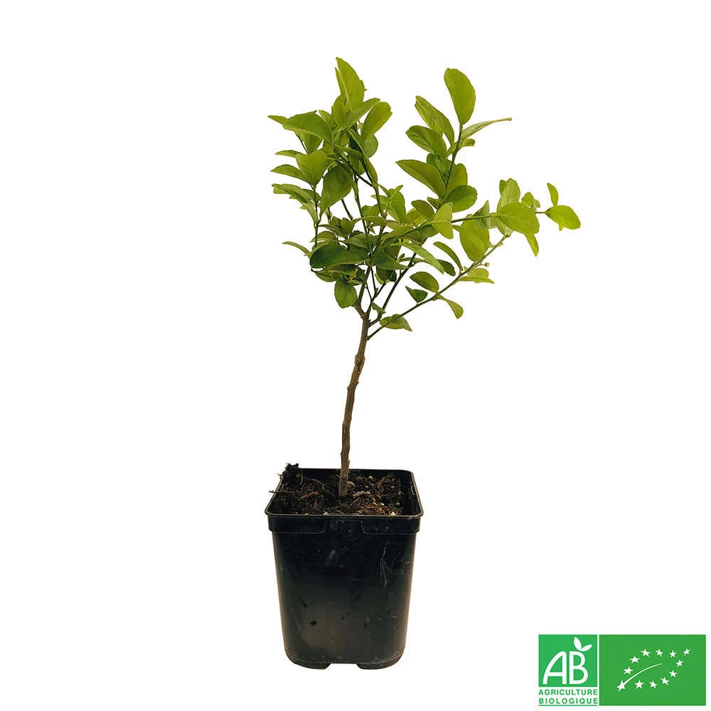 Limettier ' Mexicaine':AB Conteneur 3 Litres 5 Limettier ' Mexicaine':AB Conteneur 3 Litres â Image 3