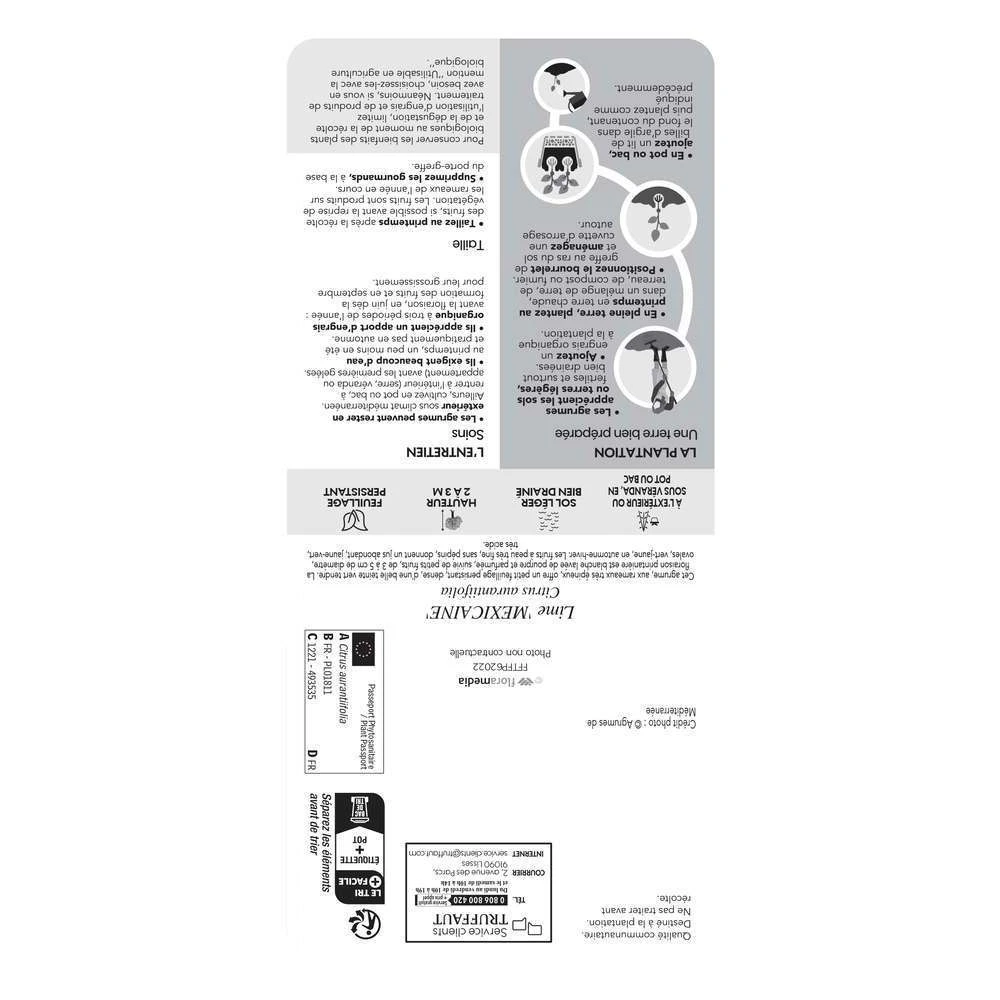 Limettier ' Mexicaine':AB Conteneur 3 Litres 4 Limettier ' Mexicaine':AB Conteneur 3 Litres â Image 2