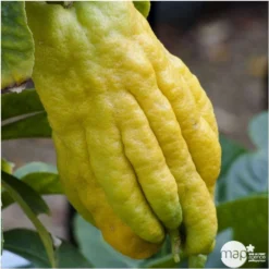 Main De Bouddah:AB Conteneur 3 Litres -Seve Nature Soldes Boutique 493536 001