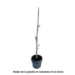 Pommier Colonnaire 'Chenonceau'®: Conteneur 12 Litres 7 Pommier Colonnaire 'Chenonceau'®: Conteneur 12 Litres -Seve Nature Soldes Boutique 498583 002