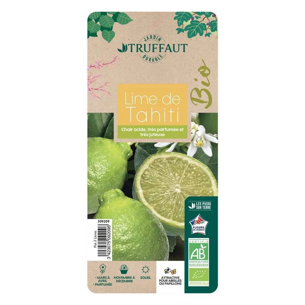 Lime De Tahiti : Quart De Tige, Pot 3L, Agriculture Biologique 4 Lime De Tahiti : Quart De Tige, Pot 3L, Agriculture Biologique – Image 2