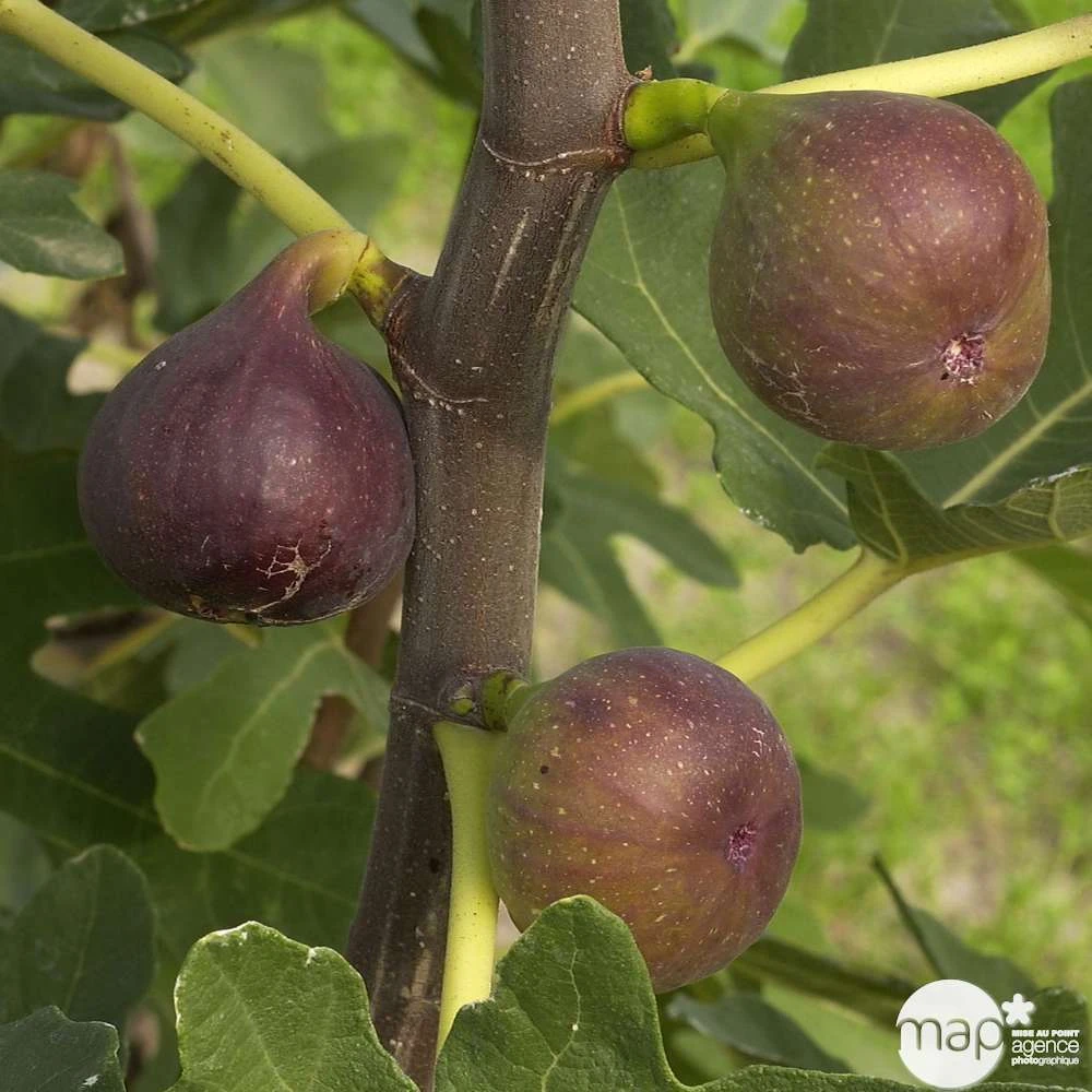 Figuier 'Rouge De Bordeaux' Tige : Pot 10 L 4 Figuier 'Rouge De Bordeaux' Tige : Pot 10 L – Image 2