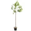 Figuier 'Rouge De Bordeaux' Tige : Pot 10 L 1 Figuier 'Rouge De Bordeaux' Tige : Pot 10 L -Seve Nature Soldes Boutique 514655 002
