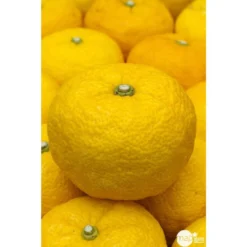 Yuzu AB:pot 3L 10 Yuzu AB:pot 3L -Seve Nature Soldes Boutique 540978 001