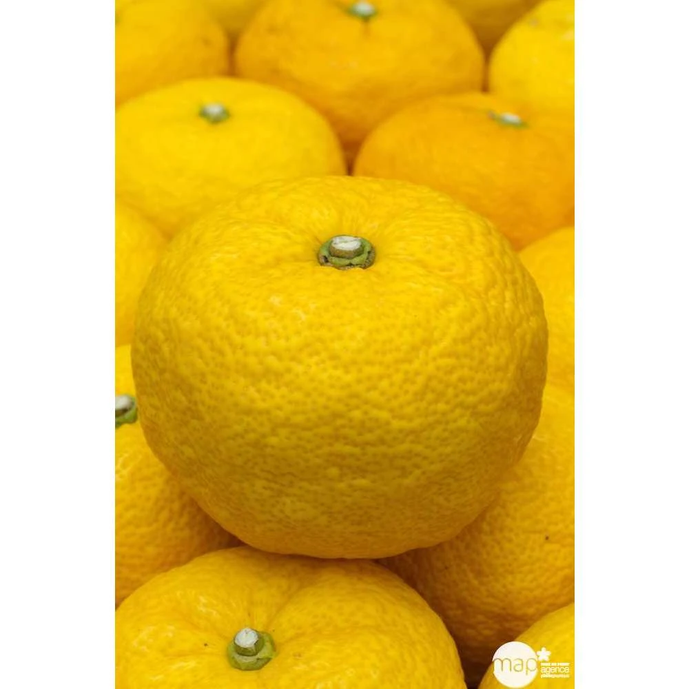 Yuzu AB:pot 3L 5 Yuzu AB:pot 3L – Image 3