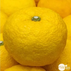 Yuzu AB:pot 3L 11 Yuzu AB:pot 3L -Seve Nature Soldes Boutique 540978 002