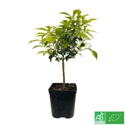 Yuzu AB:pot 3L 13 Yuzu AB:pot 3L -Seve Nature Soldes Boutique 540978 005