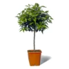 Mandarinier Satsuma Bio "citrus Unshiu" Tailles:pot De 3 Litres, Hauteur 30/40 Cm 2 Mandarinier Satsuma Bio "citrus Unshiu" Tailles:pot De 3 Litres, Hauteur 30/40 Cm -Seve Nature Soldes Boutique 5e11a2c7643386a3