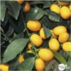 Kumquat : H.40/60 Cm - Pot De 5 Litres 1 Kumquat : H.40/60 Cm - Pot De 5 Litres -Seve Nature Soldes Boutique 619976 001
