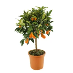 Kumquat : H.40/60 Cm - Pot De 5 Litres 7 Kumquat : H.40/60 Cm - Pot De 5 Litres -Seve Nature Soldes Boutique 619976 003