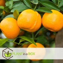 Assorti De 6 Citrus - Pot ⌀9 Cm - H.25-40cm (hauteur Pot Incluse) 8 Assorti De 6 Citrus - Pot ⌀9 Cm - H.25-40cm (hauteur Pot Incluse) -Seve Nature Soldes Boutique 62868e16a2c885.98770529