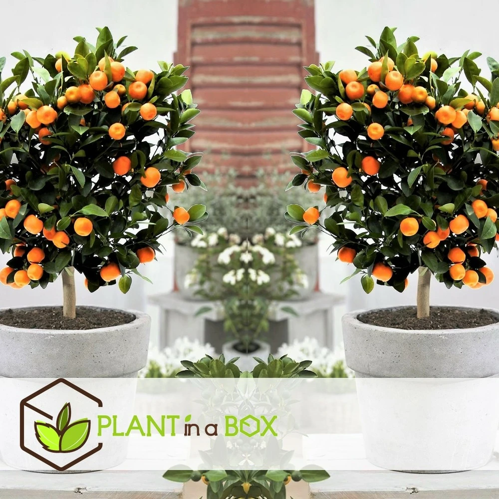 Assorti De 6 Citrus - Pot ⌀9 Cm - H.25-40cm (hauteur Pot Incluse) 4 Assorti De 6 Citrus - Pot ⌀9 Cm - H.25-40cm (hauteur Pot Incluse) – Image 2