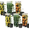 Assorti De 6 Citrus - Pot ⌀9 Cm - H.25-40cm (hauteur Pot Incluse) 2 Assorti De 6 Citrus - Pot ⌀9 Cm - H.25-40cm (hauteur Pot Incluse) -Seve Nature Soldes Boutique 62868e16d640e3.69591591