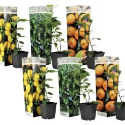 Assorti De 6 Citrus - Pot ⌀9 Cm - H.25-40cm (hauteur Pot Incluse)