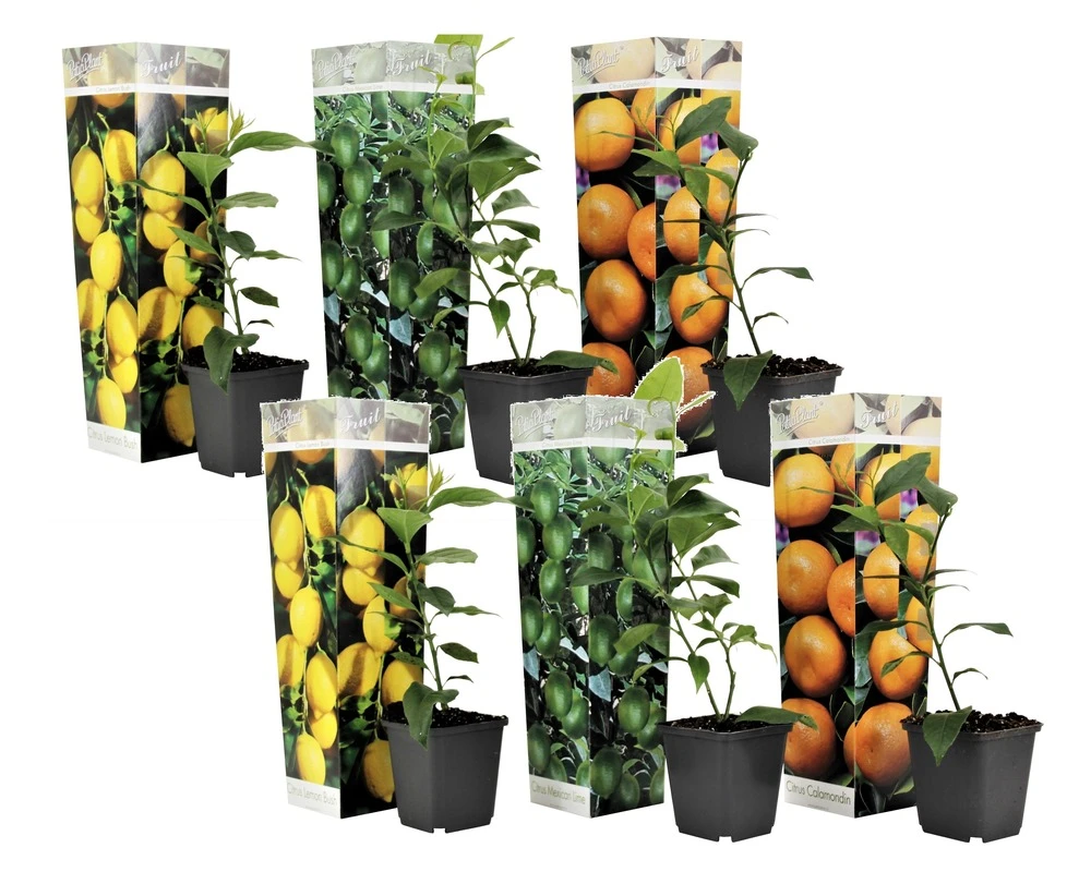 Assorti De 6 Citrus - Pot ⌀9 Cm - H.25-40cm (hauteur Pot Incluse) 3 Assorti De 6 Citrus - Pot ⌀9 Cm - H.25-40cm (hauteur Pot Incluse)