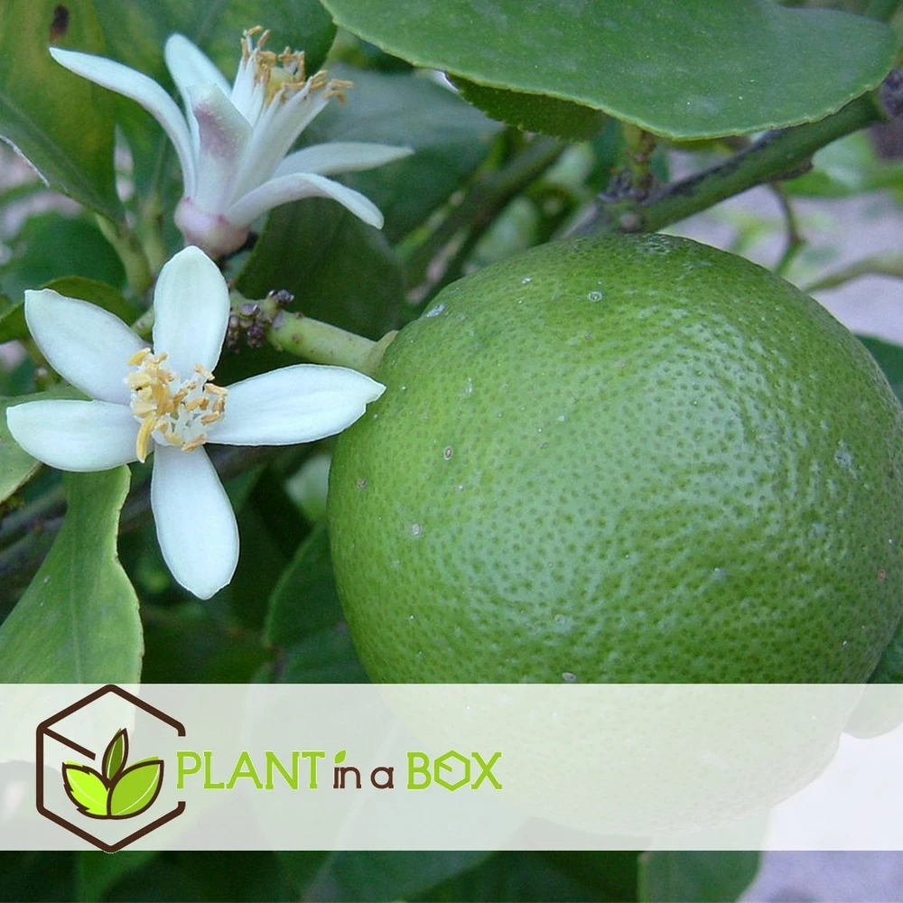 Set De 3 Citrus Lime - Pot ⌀9cm - H.25-40cm (hauteur Pot Incluse) 3 Set De 3 Citrus Lime - Pot ⌀9cm - H.25-40cm (hauteur Pot Incluse) – Image 2