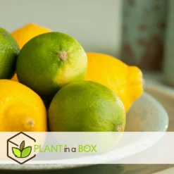 Set De 3 Citrus Lime - Pot ⌀9cm - H.25-40cm (hauteur Pot Incluse) 7 Set De 3 Citrus Lime - Pot ⌀9cm - H.25-40cm (hauteur Pot Incluse) -Seve Nature Soldes Boutique 628c216d85c7c4.79505240