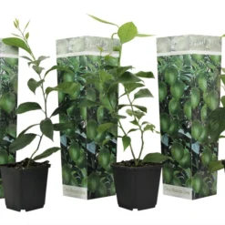 Set De 3 Citrus Lime - Pot ⌀9cm - H.25-40cm (hauteur Pot Incluse)