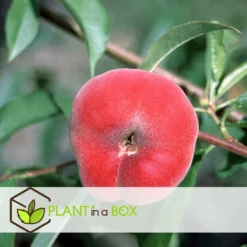 Pêcher De Vigne - Pot ⌀15cm - H.60-70cm (hauteur Pot Incluse) 9 Pêcher De Vigne - Pot ⌀15cm - H.60-70cm (hauteur Pot Incluse) -Seve Nature Soldes Boutique 628c216ed2ae19.01599514