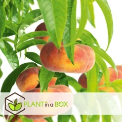 Pêcher De Vigne - Pot ⌀15cm - H.60-70cm (hauteur Pot Incluse) 8 Pêcher De Vigne - Pot ⌀15cm - H.60-70cm (hauteur Pot Incluse) -Seve Nature Soldes Boutique 628c216ed6d8f1.92904052