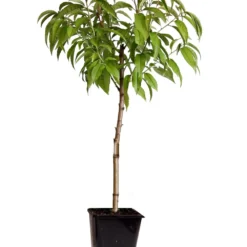 Pêcher De Vigne - Pot ⌀15cm - H.60-70cm (hauteur Pot Incluse)
