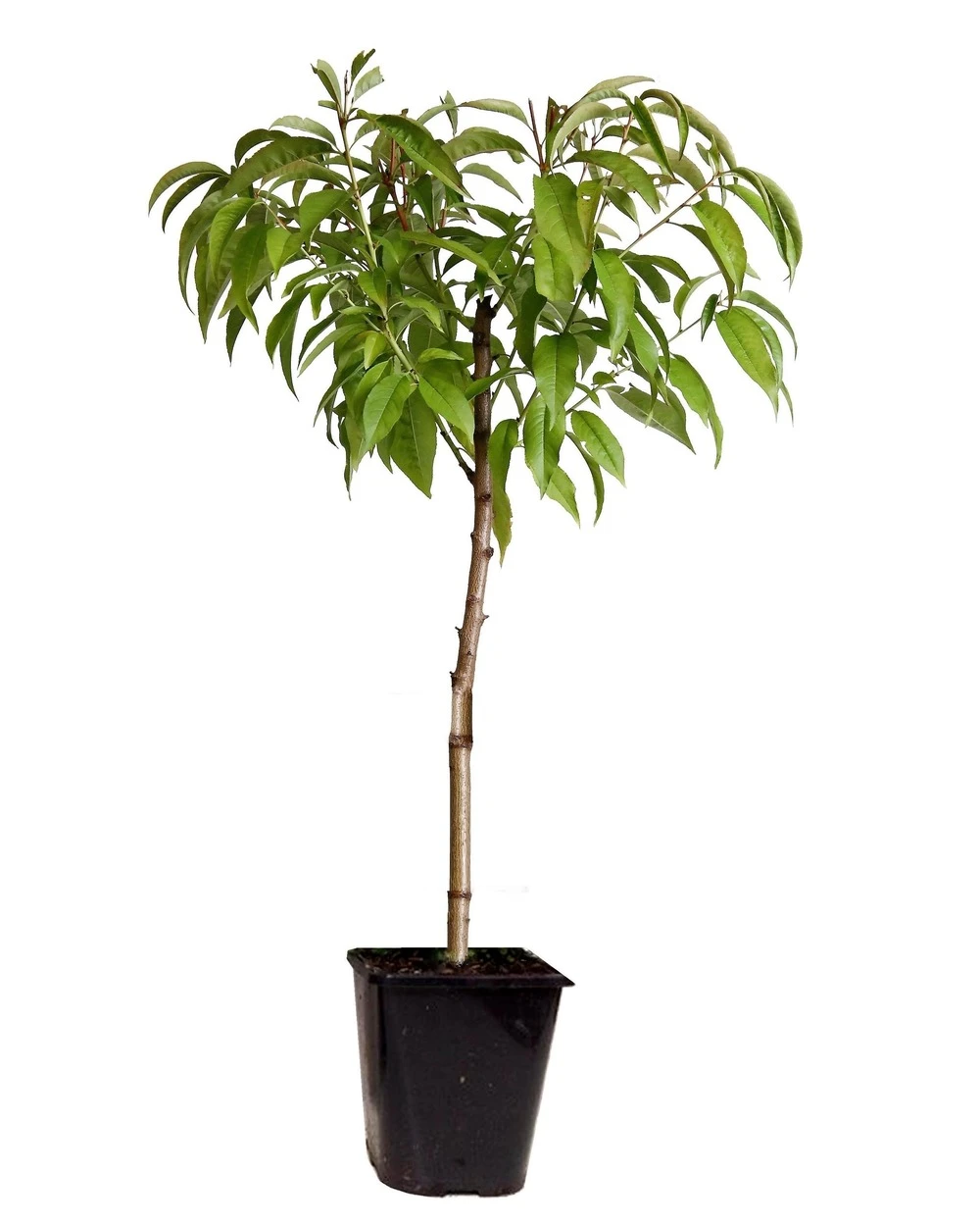Pêcher De Vigne - Pot ⌀15cm - H.60-70cm (hauteur Pot Incluse) 3 Pêcher De Vigne - Pot ⌀15cm - H.60-70cm (hauteur Pot Incluse)