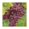 Vigne Vinifera Chasselas Rosé/pot De 3l - 60/120 Cm 2 Vigne Vinifera Chasselas Rosé/pot De 3l - 60/120 Cm -Seve Nature Soldes Boutique 63ed2c50e201d3.33571368