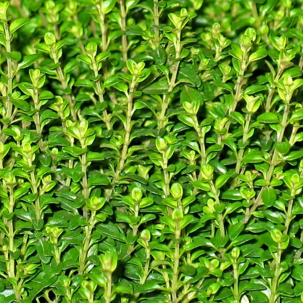 Thym Citron Citriodorus/pot De 2,5 L - 20/30 Cm 3 Thym Citron Citriodorus/pot De 2,5 L - 20/30 Cm