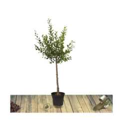 Poirier Communis Bon Chretien William/pot De 10l - Gobelet 2 Ans 10 Poirier Communis Bon Chretien William/pot De 10l - Gobelet 2 Ans -Seve Nature Soldes Boutique 63f4d1ebf2d8e3.63250522