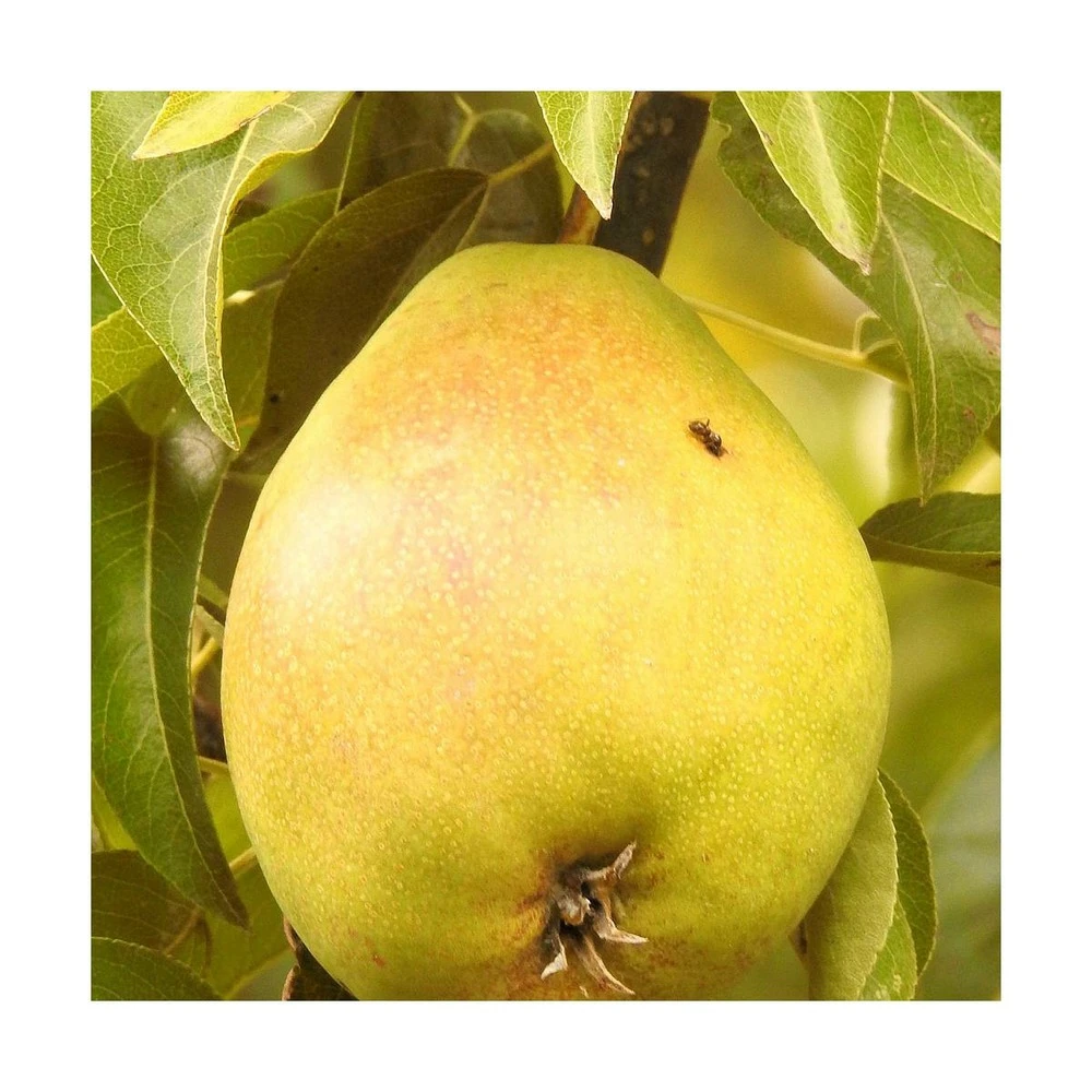 Poirier Communis Bon Chretien William/pot De 10l - Gobelet 2 Ans 4 Poirier Communis Bon Chretien William/pot De 10l - Gobelet 2 Ans â Image 2