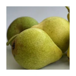 Poirier Communis Bon Chretien William/pot De 10l - Gobelet 2 Ans 9 Poirier Communis Bon Chretien William/pot De 10l - Gobelet 2 Ans -Seve Nature Soldes Boutique 63f4d1ec096f51.86396395