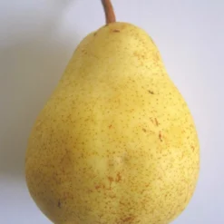 Poirier Communis Bon Chretien William/pot De 10l - Gobelet 2 Ans