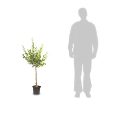 Poirier Communis Bon Chretien William/pot De 10l - Gobelet 2 Ans 11 Poirier Communis Bon Chretien William/pot De 10l - Gobelet 2 Ans -Seve Nature Soldes Boutique 63f4d1ec33a867.29289756