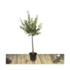 Prunier X Domestica Reine Claude Dorée/pot De 10l - Gobelet 2 Ans 2 Prunier X Domestica Reine Claude Dorée/pot De 10l - Gobelet 2 Ans -Seve Nature Soldes Boutique 63f4d202116822.60862259
