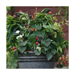 Mûre Fruticosus Purple Opal®/pot De 1,5l - Tuteur Bambou 30/60 Cm