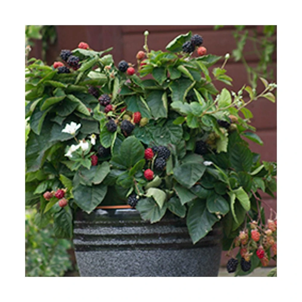 Mûre Fruticosus Purple Opal®/pot De 1,5l - Tuteur Bambou 30/60 Cm 3 Mûre Fruticosus Purple Opal®/pot De 1,5l - Tuteur Bambou 30/60 Cm