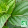 Menthe Basilic Bio/lot De 9 Godets 2 Menthe Basilic Bio/lot De 9 Godets -Seve Nature Soldes Boutique 63f4ef9c434702.63859728