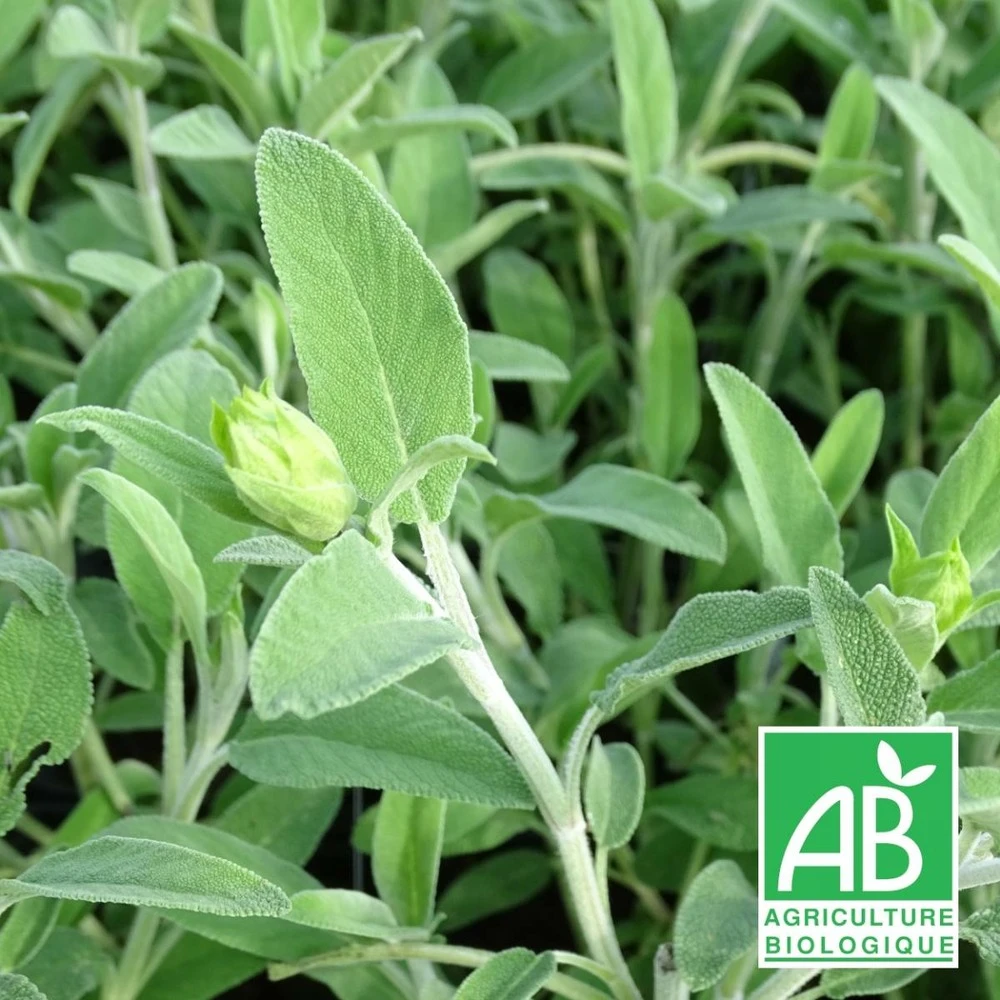 Sauge Fruticosa Bio/lot De 9 Godets 3 Sauge Fruticosa Bio/lot De 9 Godets