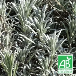 Lavande X Intermedia Super Bio/lot De 5 Godets