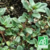 Thym Chevelu Comosus Bio/lot De 5 Godets 2 Thym Chevelu Comosus Bio/lot De 5 Godets -Seve Nature Soldes Boutique 63f4efbdc53391.52238336
