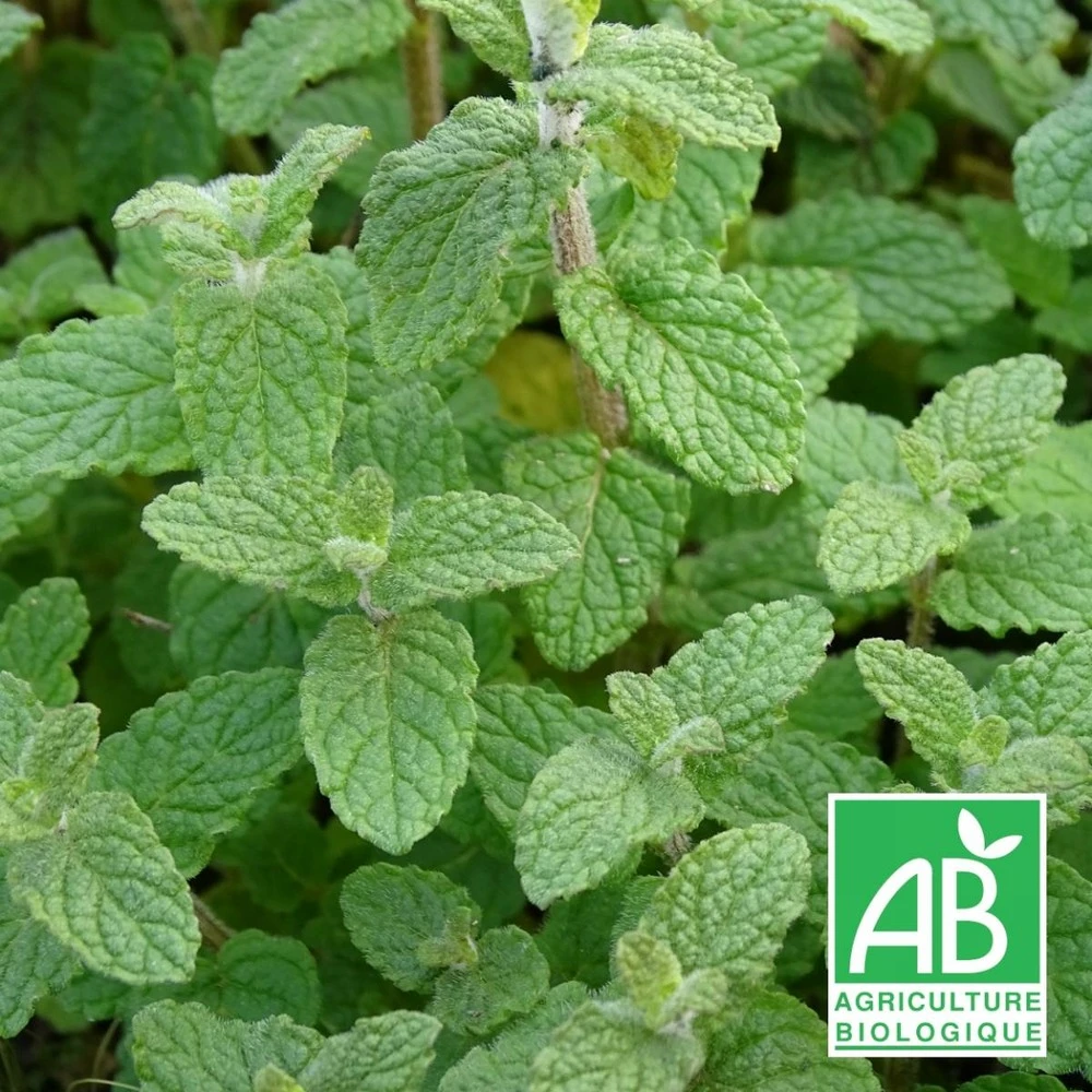 Menthe De Gattefossé Bio/lot De 3 Godets 3 Menthe De Gattefossé Bio/lot De 3 Godets