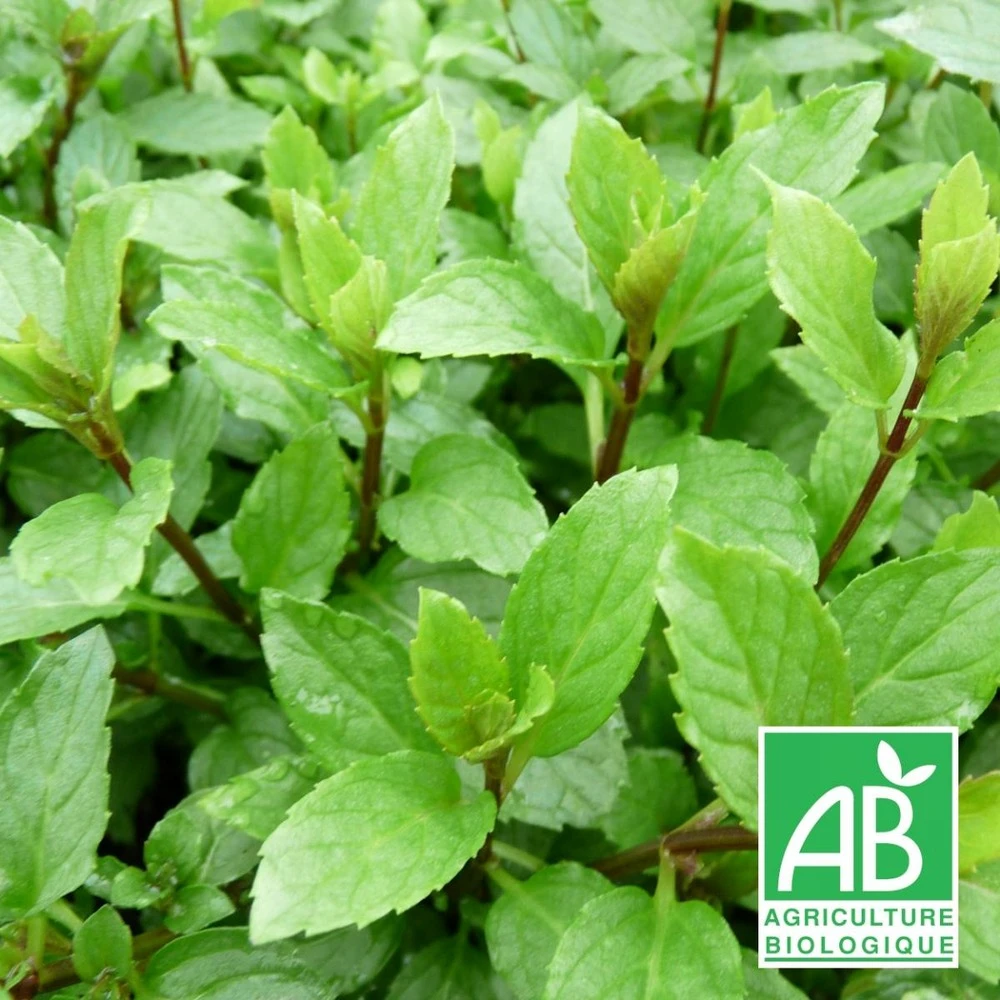 Menthe Suisse Bio/lot De 3 Godets 3 Menthe Suisse Bio/lot De 3 Godets