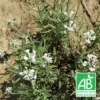 Lavande Angustifolia Alba Bio/lot De 9 Godets 1 Lavande Angustifolia Alba Bio/lot De 9 Godets -Seve Nature Soldes Boutique 63f4efda69a750.51825908
