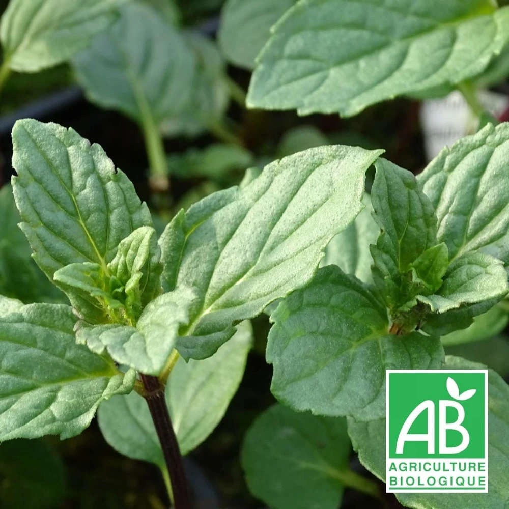 Menthe Réglisse Bio/lot De 3 Godets 3 Menthe Réglisse Bio/lot De 3 Godets