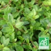 Thym Serpolet Serpyllum Bio/lot De 3 Godets 1 Thym Serpolet Serpyllum Bio/lot De 3 Godets -Seve Nature Soldes Boutique 63f4eff5a64195.95446080