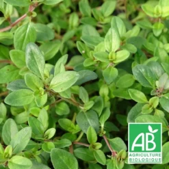 Thym Serpolet Serpyllum Bio/lot De 3 Godets