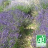 Lavandin Grosso Bio/lot De 9 Godets 2 Lavandin Grosso Bio/lot De 9 Godets -Seve Nature Soldes Boutique 63f4f042965086.03397718