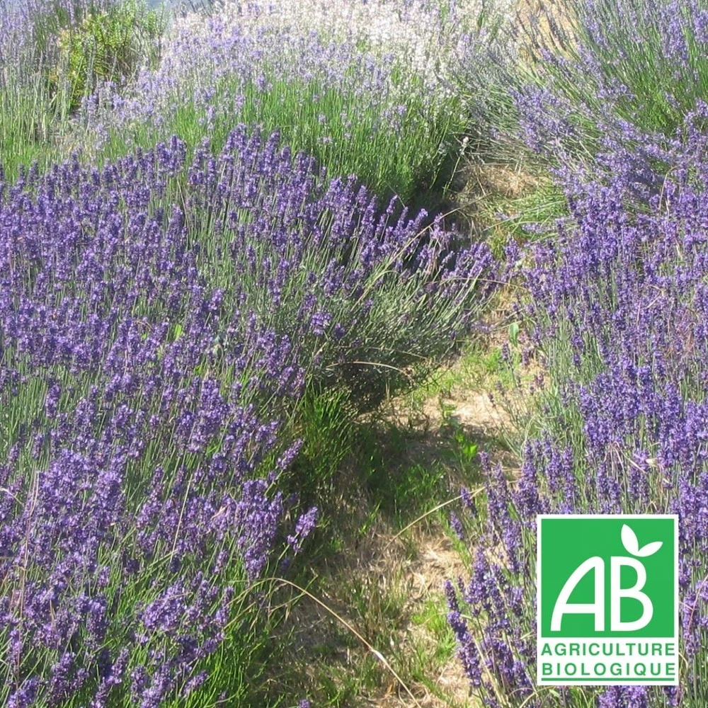 Lavandin Grosso Bio/lot De 9 Godets 3 Lavandin Grosso Bio/lot De 9 Godets